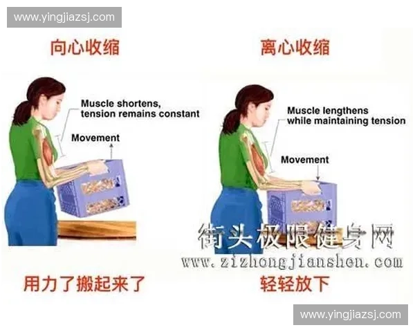 等长收缩现象解析及其在生物力学中的应用研究 等长收缩现象解析及其在生物力学中的应用研究